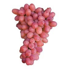 Pianta DI VITE uva vigna da