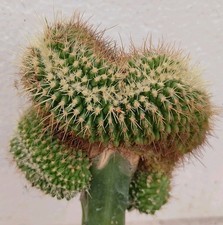 Echinocactus grusonii setispinus cristate XXL