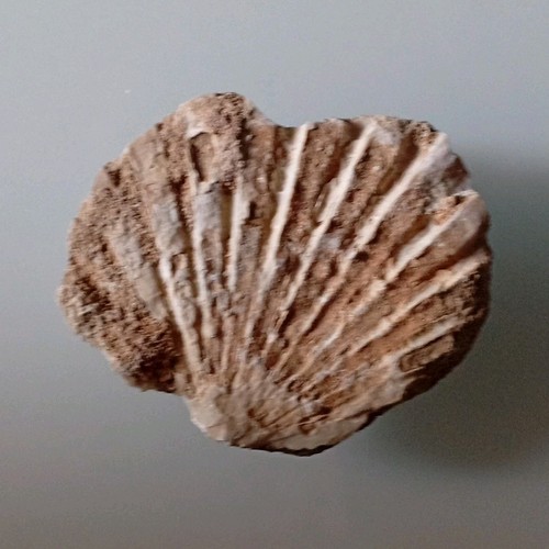 Conchiglia fossile tipo