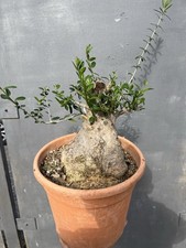 Bonsai Olivastro Yamadori