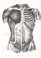 ARTERIE, LOTTO DI 8 BELLE  LITOGRAFIE ANATOMICHE 1840 ca.