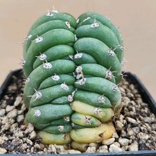 Tricho Cereus