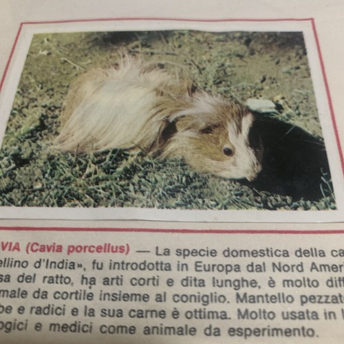 Figurina animali ed - figurina,