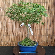 Bonsai di Acero Kiohime h 45cm