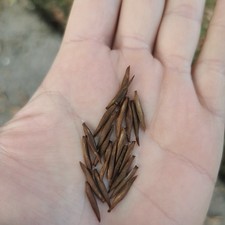 30 SEMI Freschi FALSO