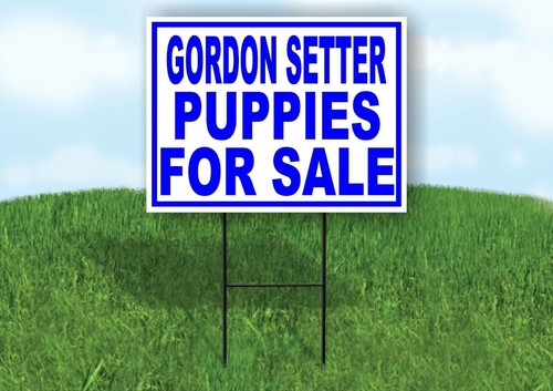 Gordon setter cuccioli - gordon,