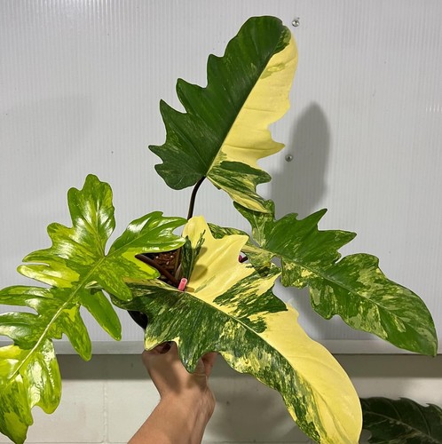 Philodendron florida beauty - florida, x
