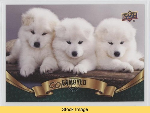 Upper deck collezione canine - deck,