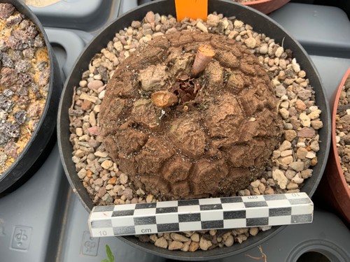 155 dioscorea elephantipes - dioscorea,