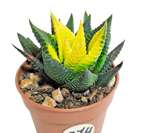 Hawortia limifolia variegata - limifolia,