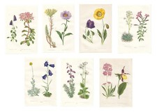 Antique Botanical MOUNTAIN