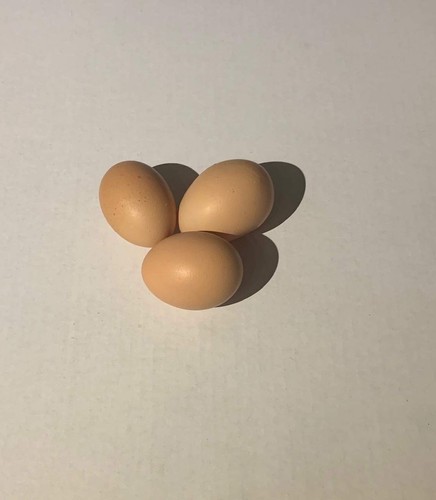 Uova cova pollo - uova, da