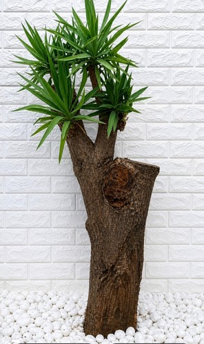 Yucca elefantina grande - yucca,