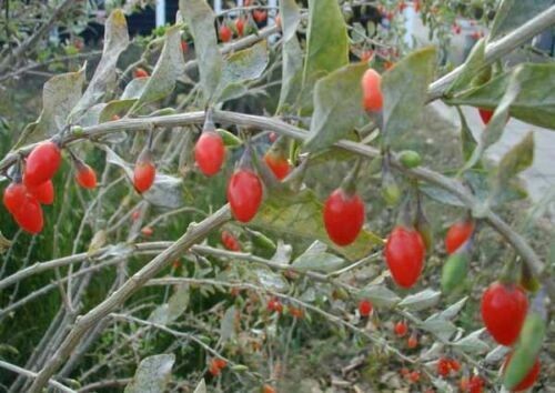 Lycium barbarum bacche - lycium,