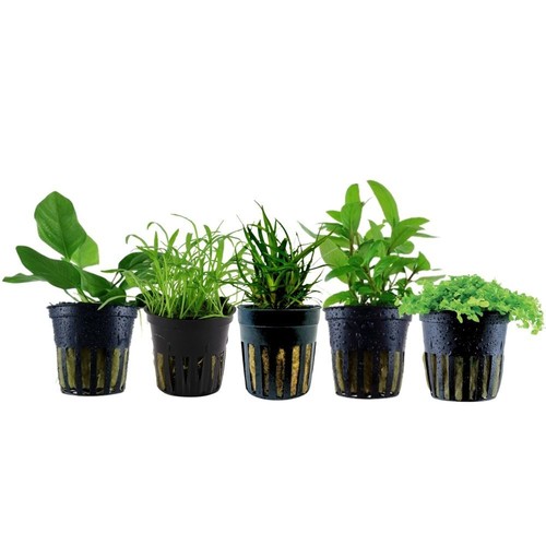 Piante set con primo - set,