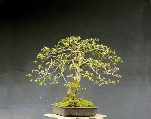 Bonsai carpino - di,