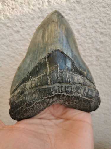 Megalodonte indonesiano