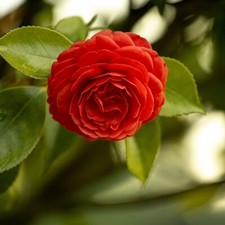 Camelia Japonica Rossa Black