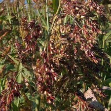 Sorghum piper - piper,