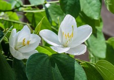 Bauhinia acuminata albero - bauhinia,