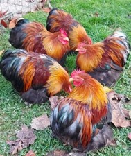 Uova Fertili Feconde A