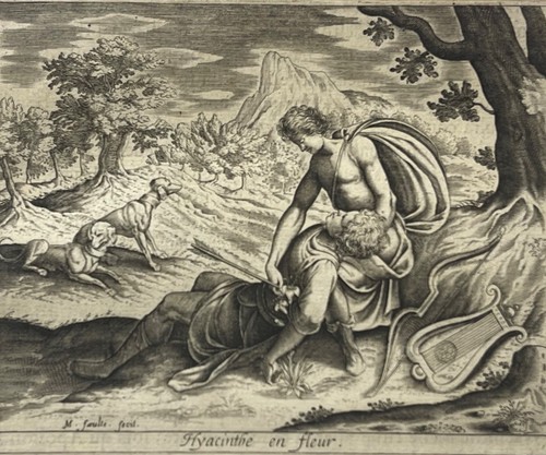 Apollo hyacinthus 1619 - e,