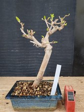 bonsai di gelso h 31 cm visita