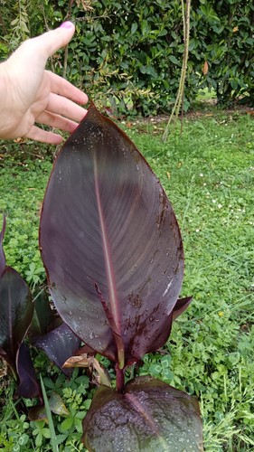 Pianta canna indica - indica, wyoming