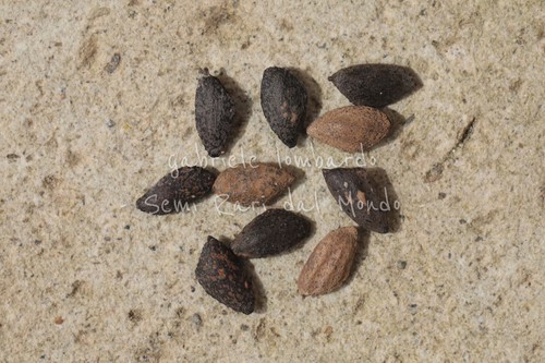 Pinus greggii semi - pinus,