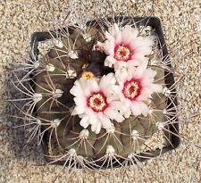 30 Gymnocalycium pflanzii cactus semi piante grasse seeds korn