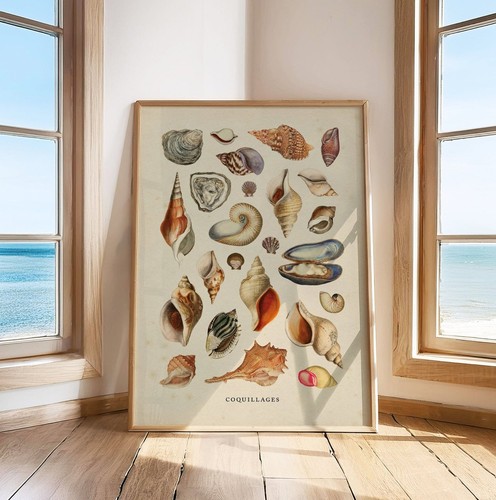 Poster conchiglie mare - poster,