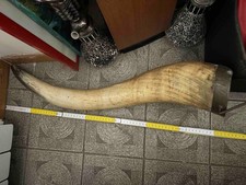 Corno toro ornamentale L=70 cm