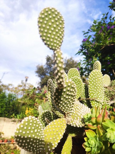 Opuntia microdasys pale - microdasys,