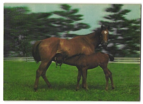 Cavalla con puledro - 3d-ak,