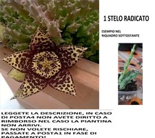 1 Singolo Stelo Pianta Grassa Succulenta Stapelia Variegata, Senza vaso