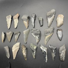 Megalodonte Dente di Squalo