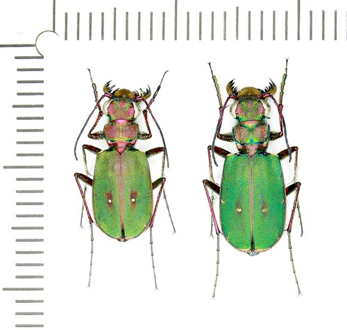 Cicindelidae cicindela - cicindelidae,,