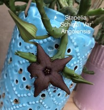 5 STAPELIA SCHINZII Succulents