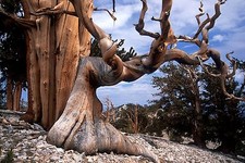 Bristlecone Pine, Pinus