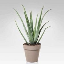 Aloe vera pianta officinale in vaso ø19 cm pianta grassa MADE IN ITALY