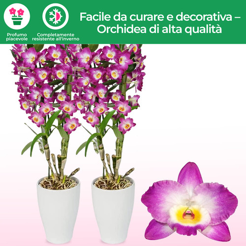 Piante orchidea bamboo - piante,