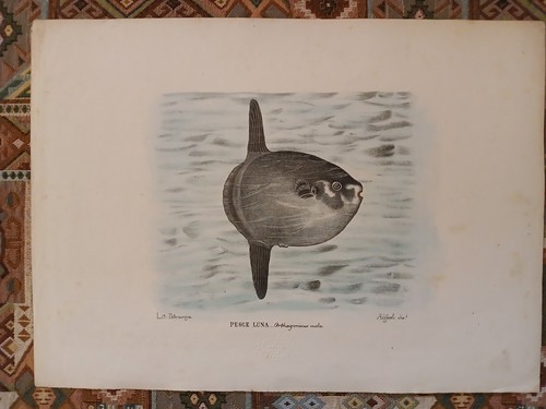Litografia 1863 pesce - 1863, luna