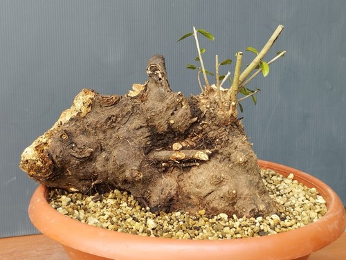 Pre bonsai olivastro 22x26cm - ,