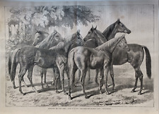 Stampa antica 1869 Cavalli