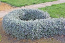 pianta di Teucrium fruticans