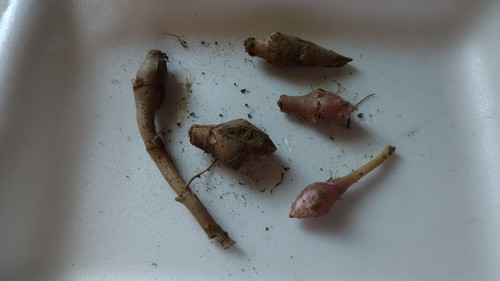 Tuberi carciofo gerusalemme - tuberi, 5+