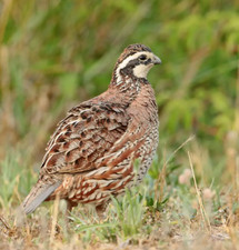 12 uova FERTILI FECONDE di