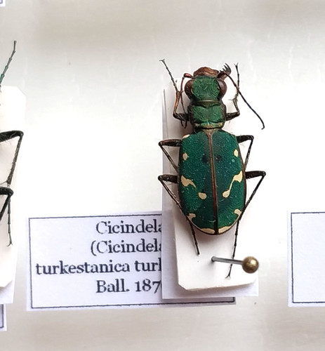 Carabidae cicindela - carabidae,,