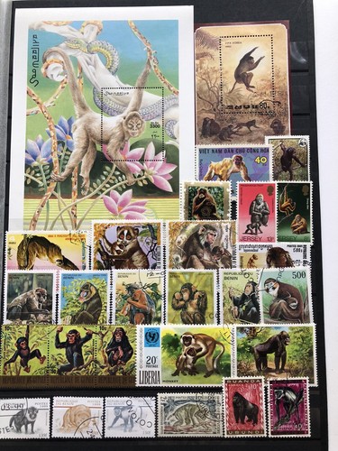 Collezione scimmie pagine - su,