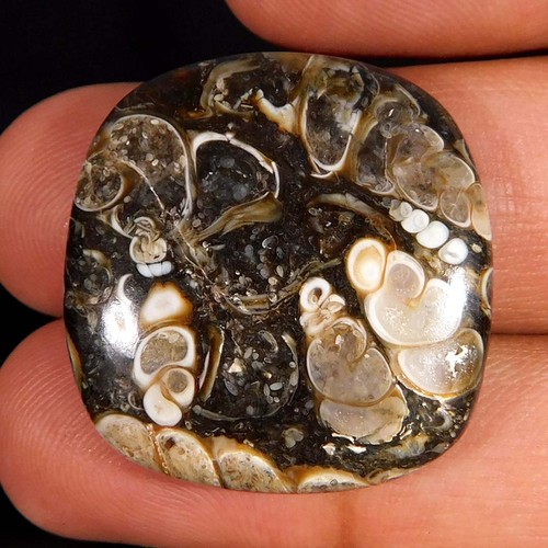 Cabochon cuscino fossile - , di
